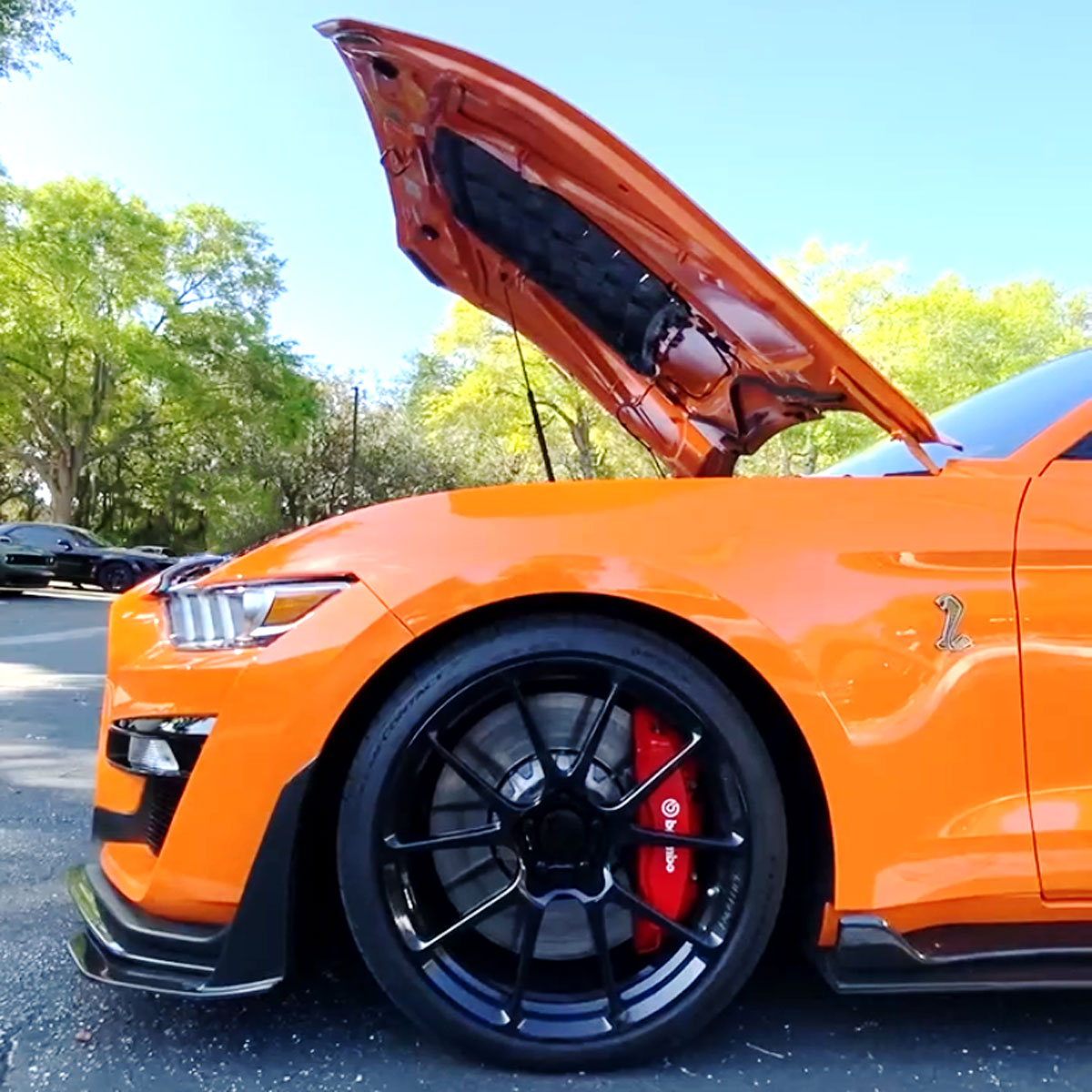 orange cobra